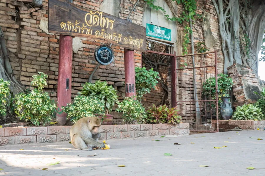 monkey in front of wat sai - inburi