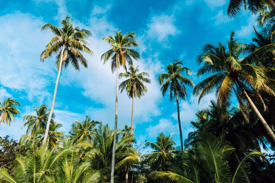 coconut trees bay ao noi ko kood