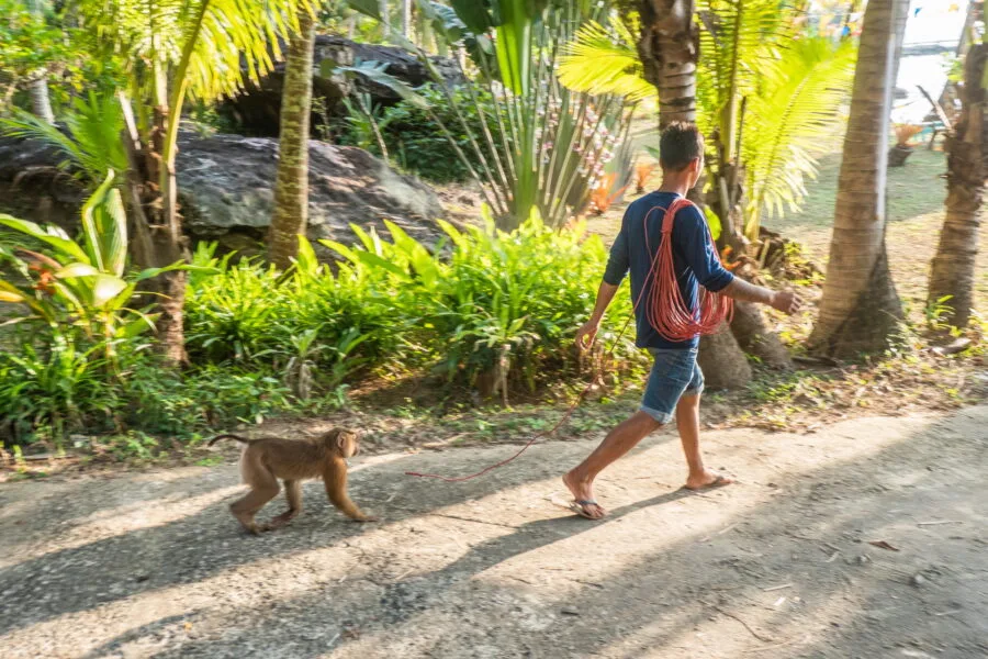 monkey and his master ao noi resort ko kood