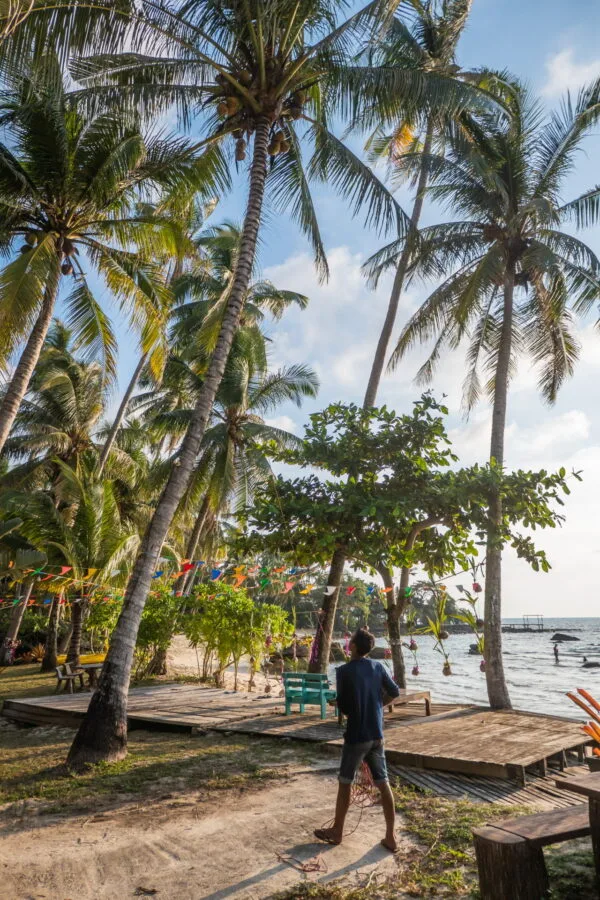 monkey climbing coconut tree ao noi resort ko kood