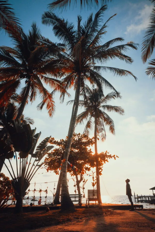 monkey on coconut tree ao noi sunset
