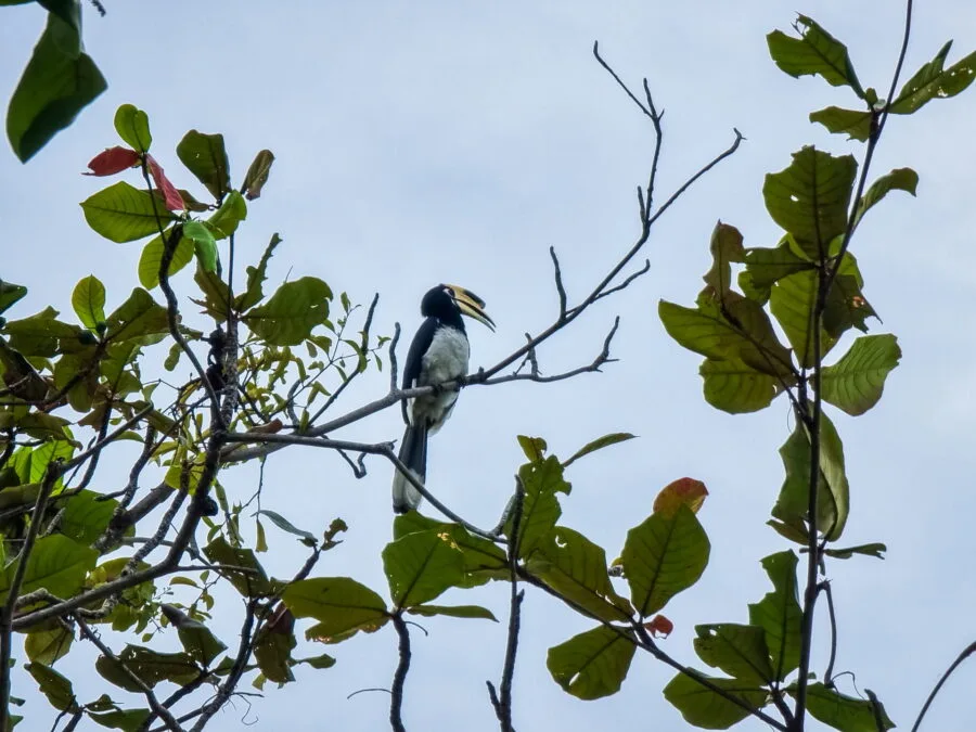 Great hornbill ko samet