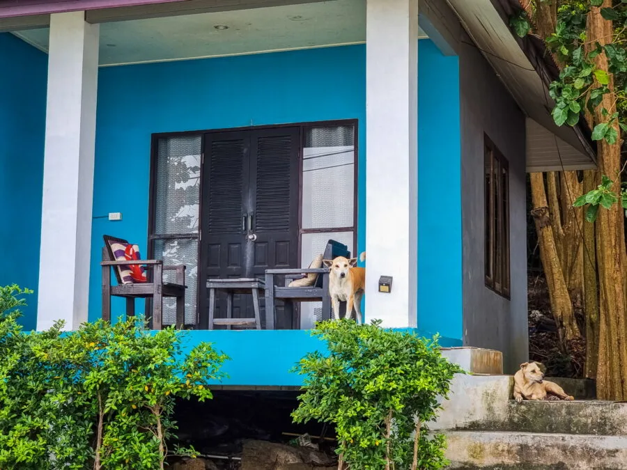 dog in front of bungalow ao klang ko samet