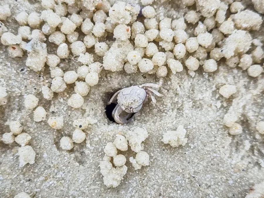 small crab sai kaew beach ko samet