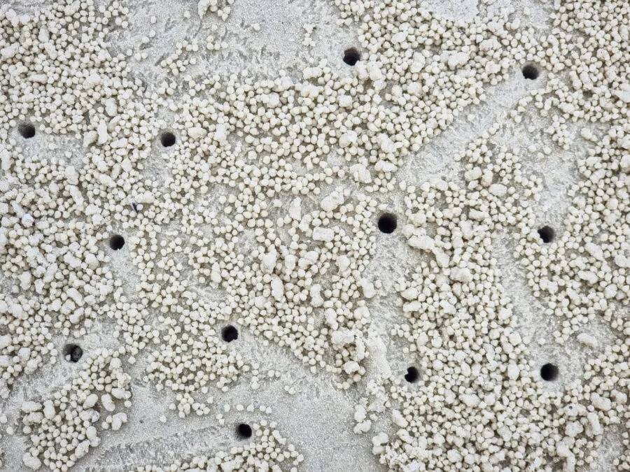 holes sand crabs ko samet