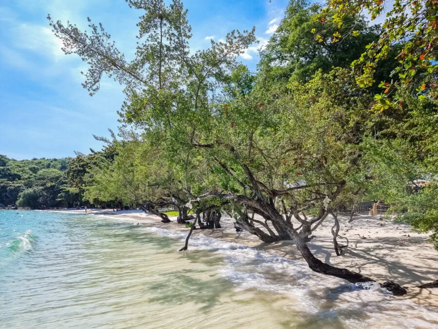trees cajeputs beach ao wai ko samet