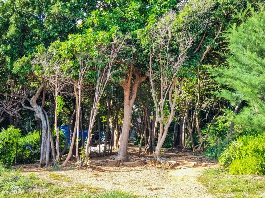 trees laem toei ko samet