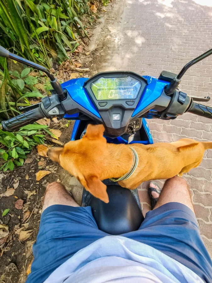 friendly dog ​​ko samet island