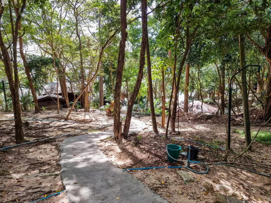 forest surrounding ao nuan ko samet