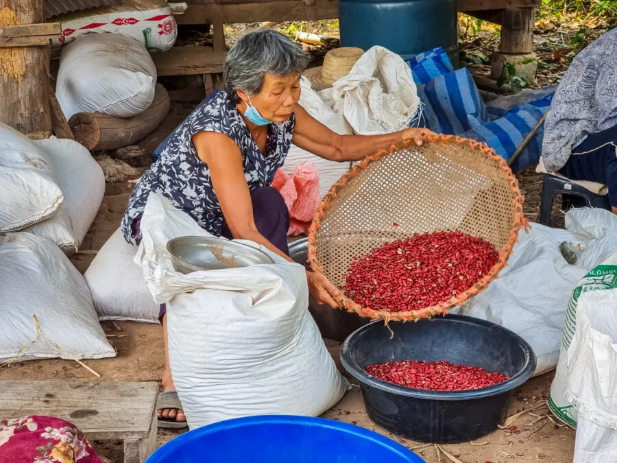 woman village near pai sorting red beans