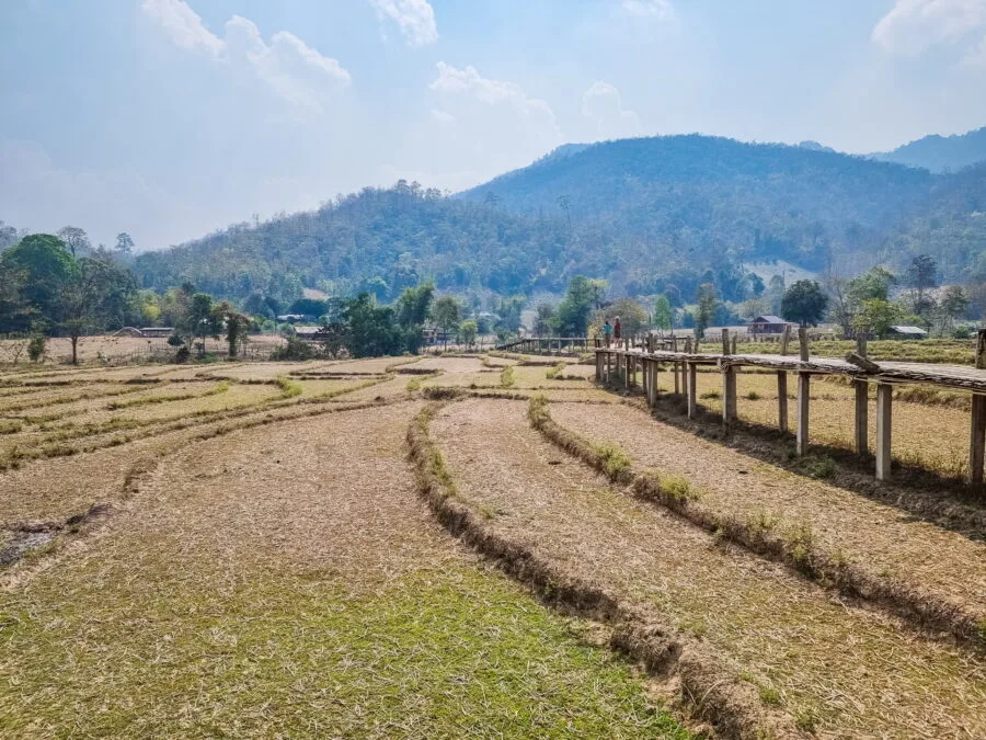 dry rice fields bamboo bridge pai