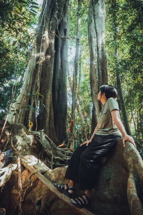 admiration devant arbre sai yai ko kood