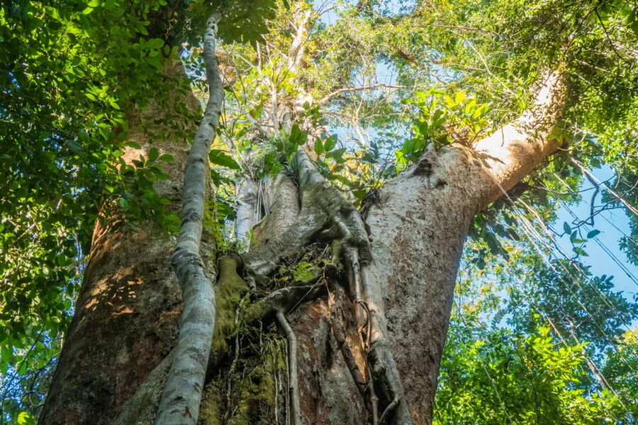 arbre centenaire Makayuk ko kood