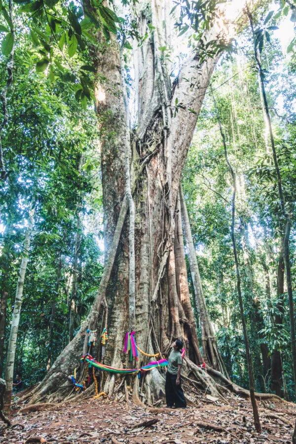 arbre centenaire makha ko kood
