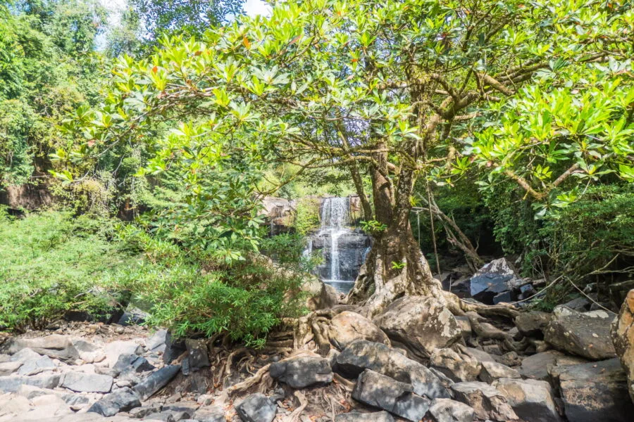 arbre devant chute khlong chao ko kood