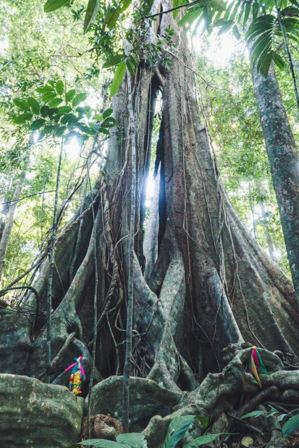 arbre sai yai ko kood