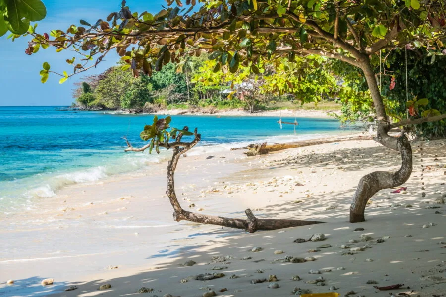 arbre tordu plage Takhian ko kood