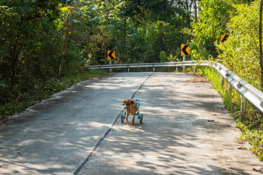 balade avec chiens sabai dog ko kood