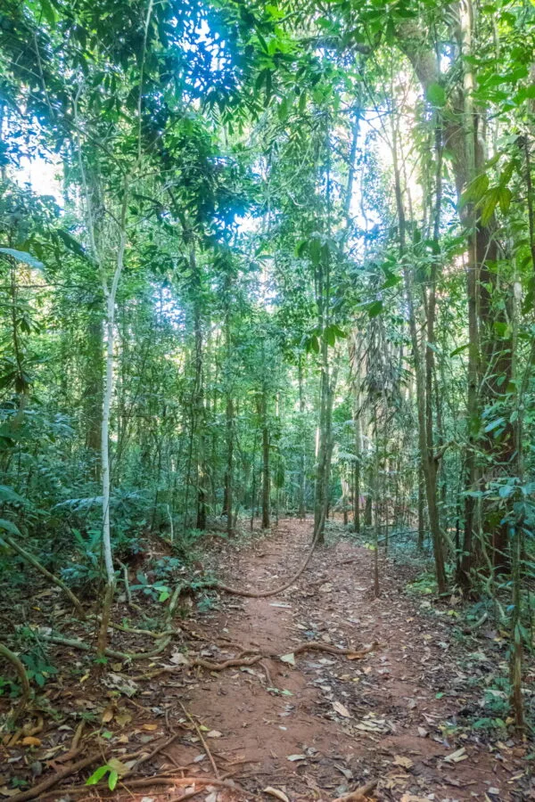 chemin menant arbre Makayuk ko kood