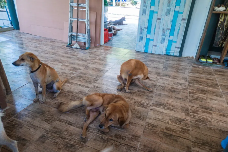 chiens maison sabai dog ko kood