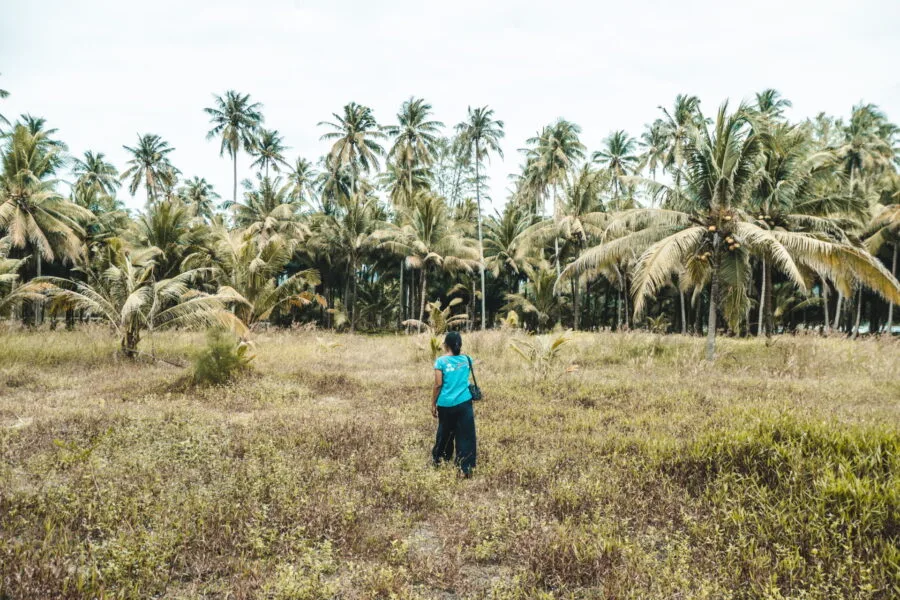 cocoteraie khlong hin ko kood
