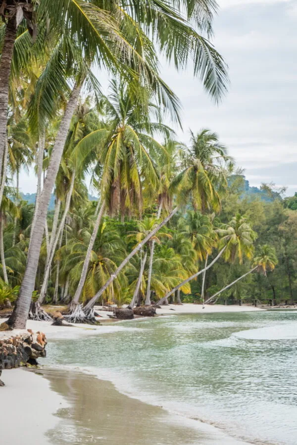 cocotiers khlong hin ko kood