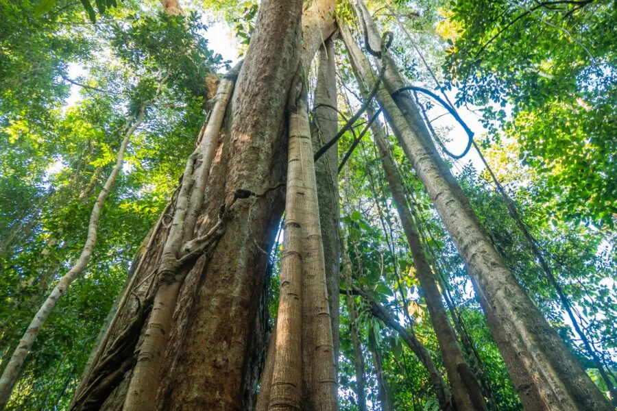 hauteur Makayuk ko kood