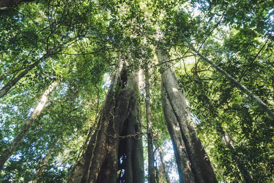 hauteur arbre sai yai ko kood