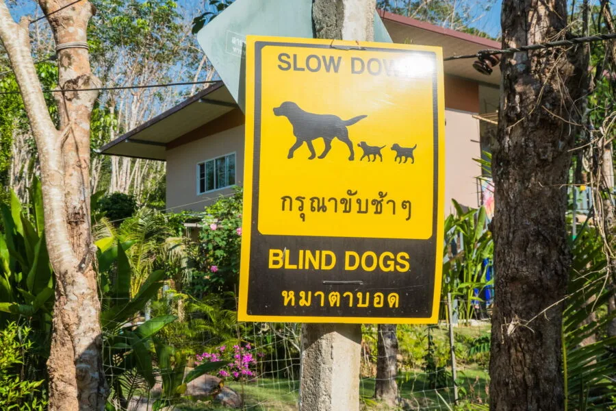 panneau attention chiens sabai dog ko kood