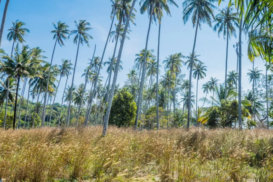paysage autour khlong han ko kood