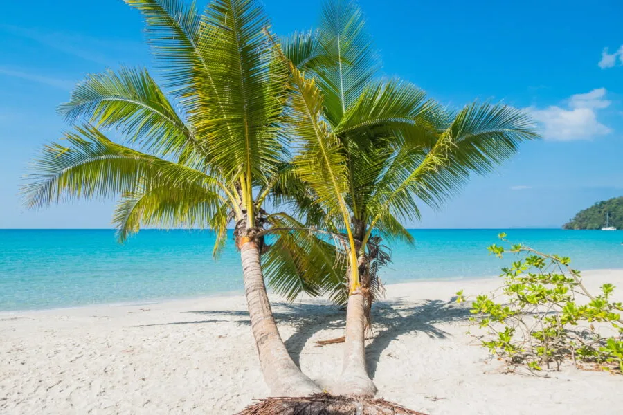 petits cocotiers khlong chao ko kood