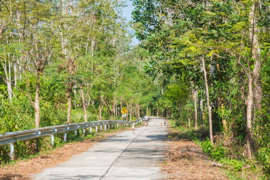 promenade chiens sabai dog ko kood