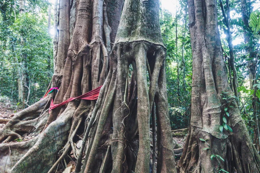 tronc Makayuk tree ko kood