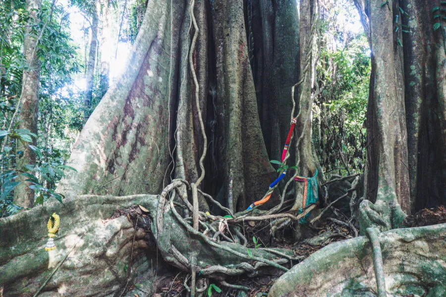 tronc banyan sai yai ko kood