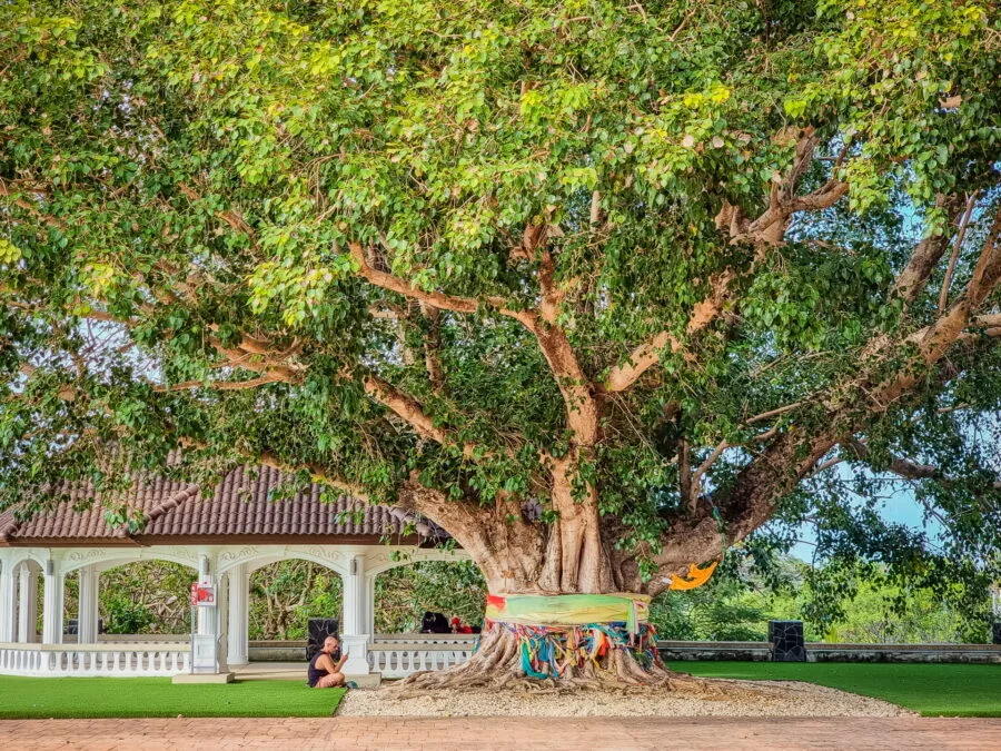 bodhi tree promthep cape phuket