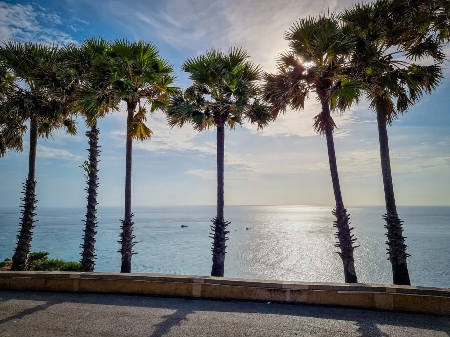 palm trees lined up promthep cape phuket