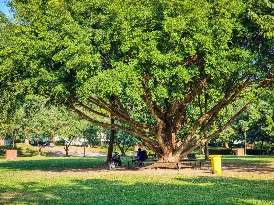 tree park anouvong vientiane