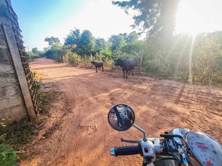 Buffaloes near Phou Phanan viewpoints, Laos