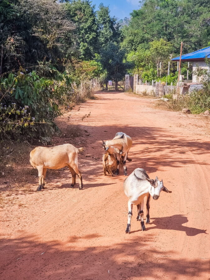 chevres route campagne proche vientiane laos