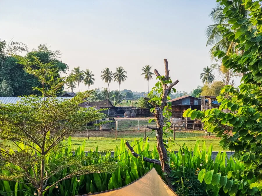 farm next to coff and farm café laos