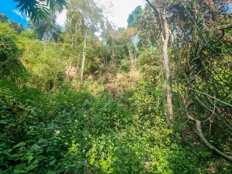 forest near Phou Phanan viewpoints Laos