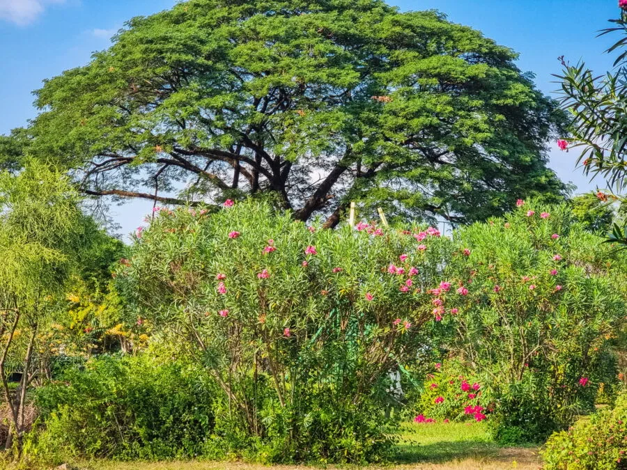 buddha park garden vientiane