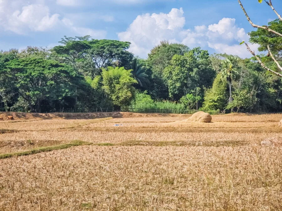 rice paddies, country road near Vientiane, Laos