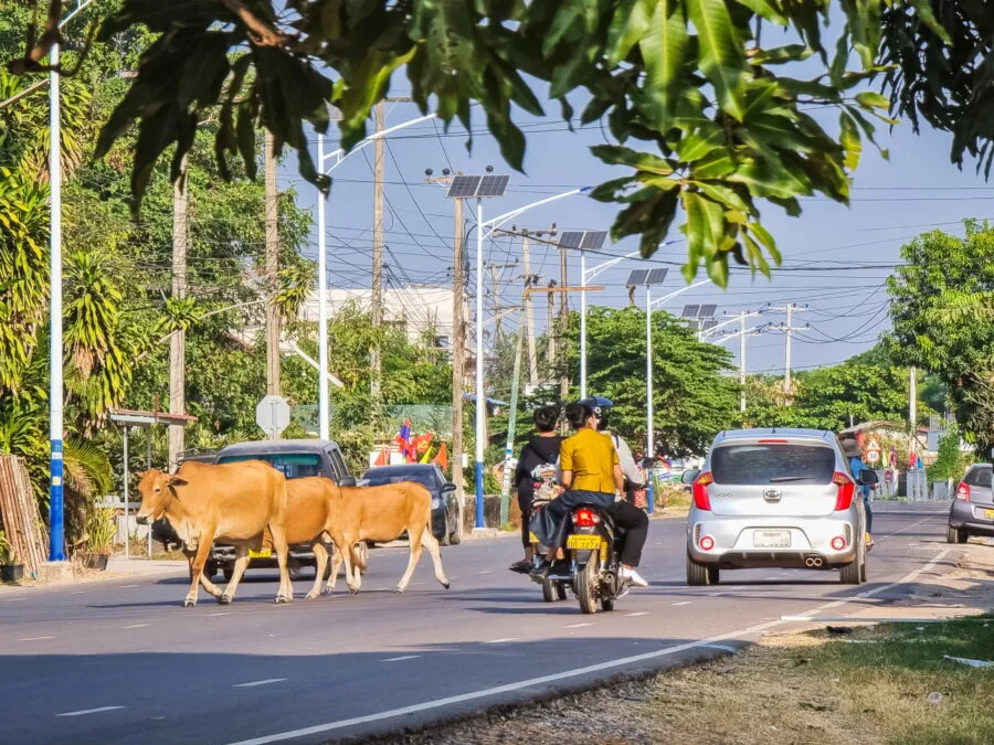 cows crossing road near vientiane