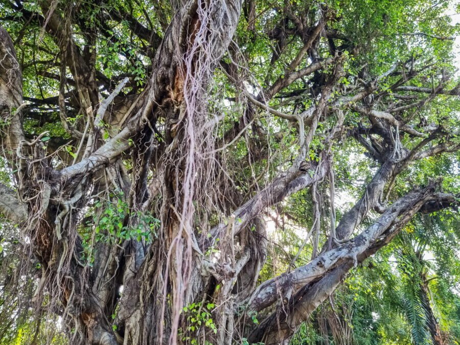 vieil arbre parc bouddha vientiane