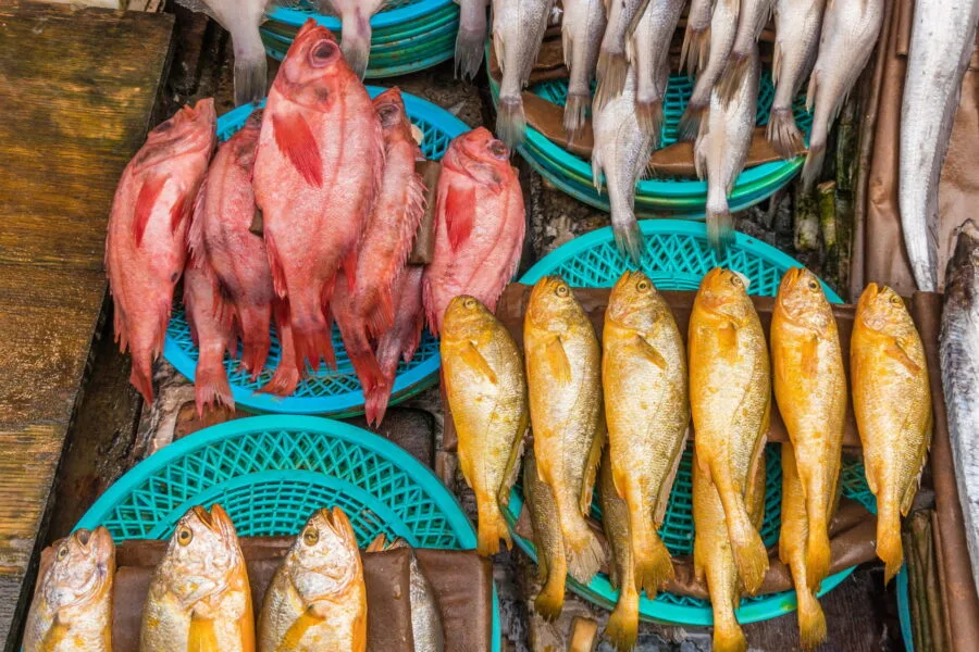 colors fish market jagalchi busan