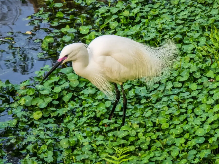egret daan park taipei