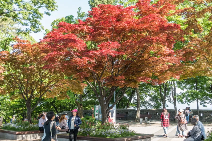 trees red leaves seoul tower