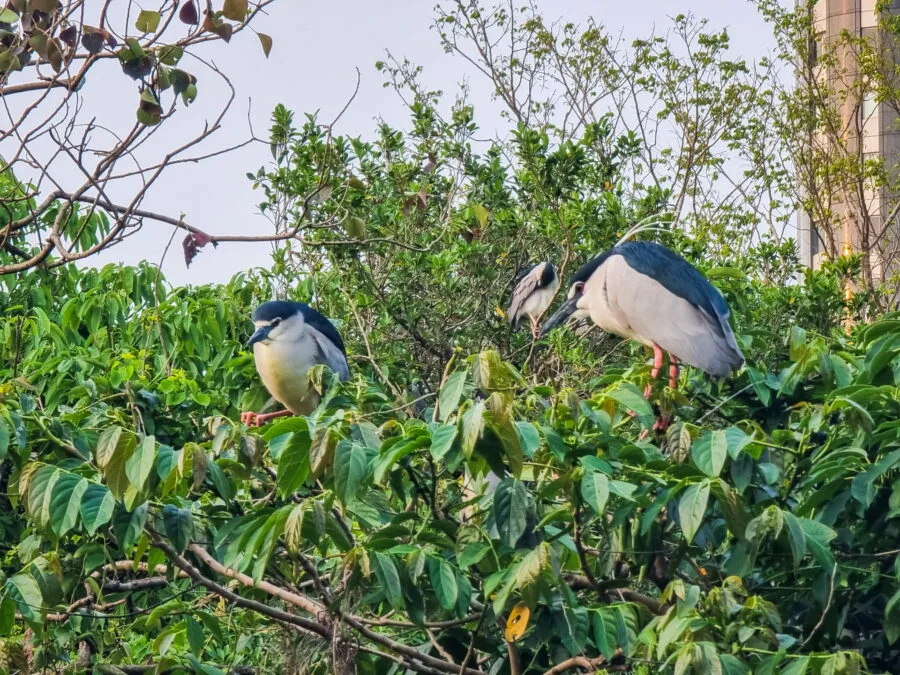 herons daan forest park taipei