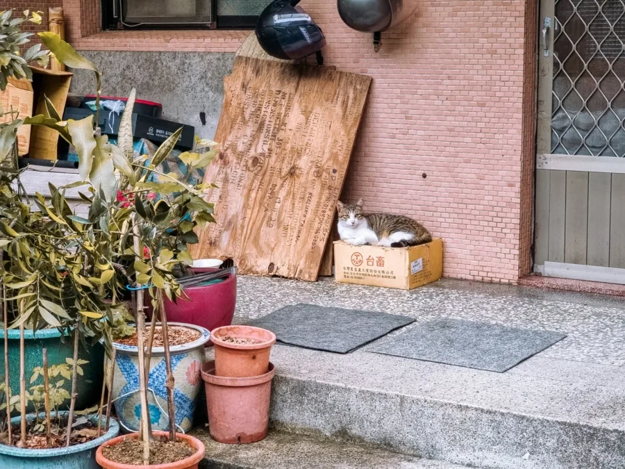 cat in front of door houtong village taiwan
